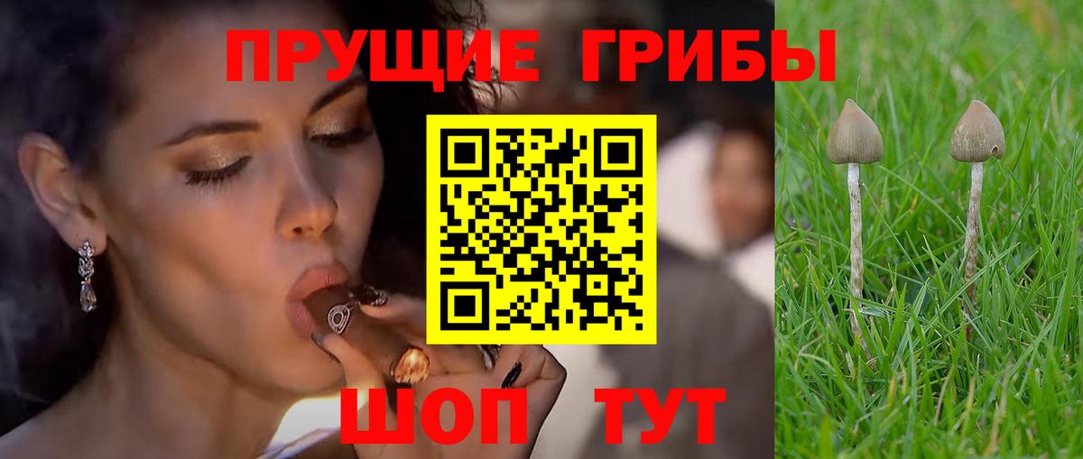 Ржев  Галлюциногенные грибы прущие грибы  Галлюциногенные грибы мицелий  наркошоп  Вход с VPN 